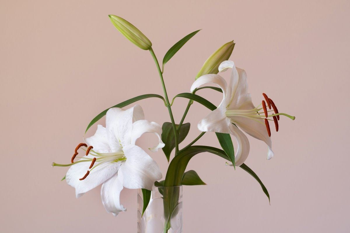 White lilies in a clear glass vase